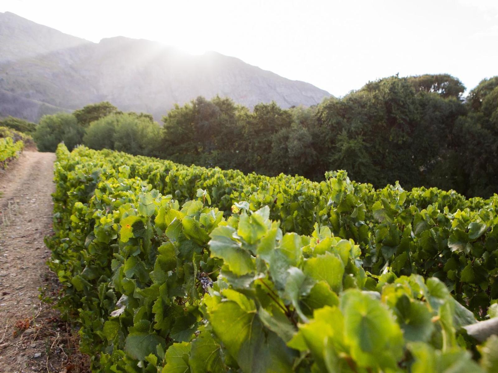 Maison Montagne Franschhoek Ngoại thất bức ảnh