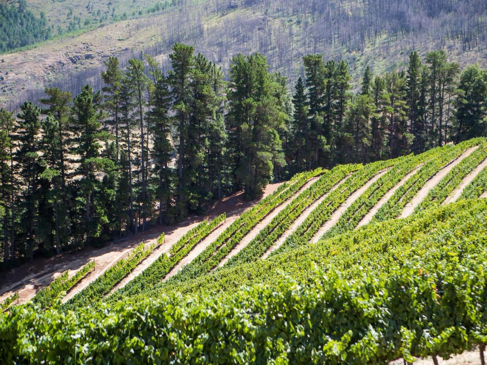 Maison Montagne Franschhoek Ngoại thất bức ảnh